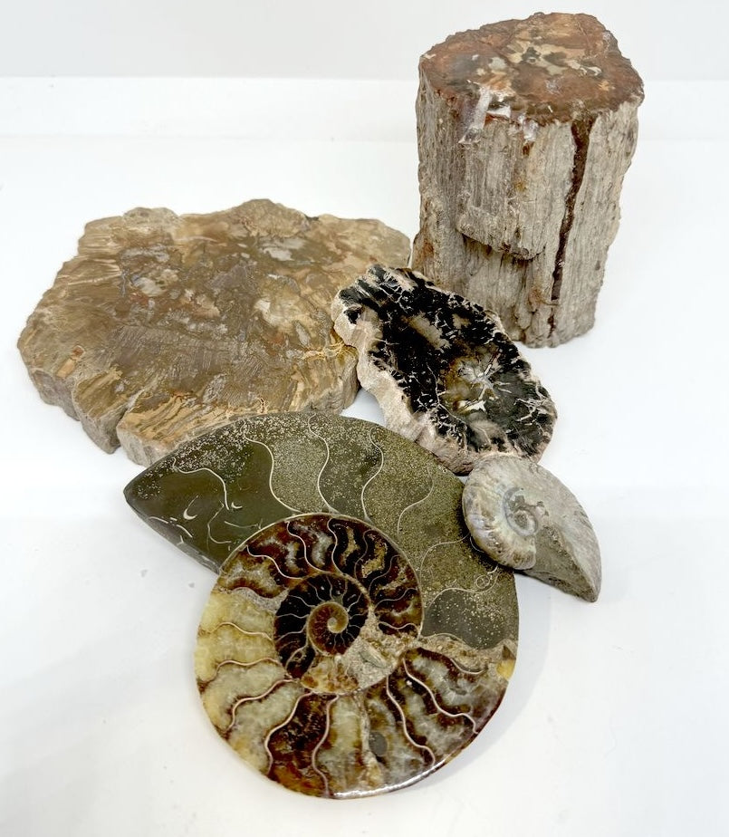 FOSSILE