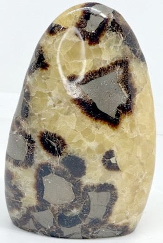 SEPTARIA