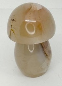 CHAMPIGNON CORNALINE