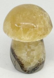 CHAMPIGNON SEPTARIA