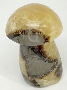CHAMPIGNON SEPTARIA
